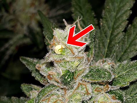 hermes strain|hermie plant.